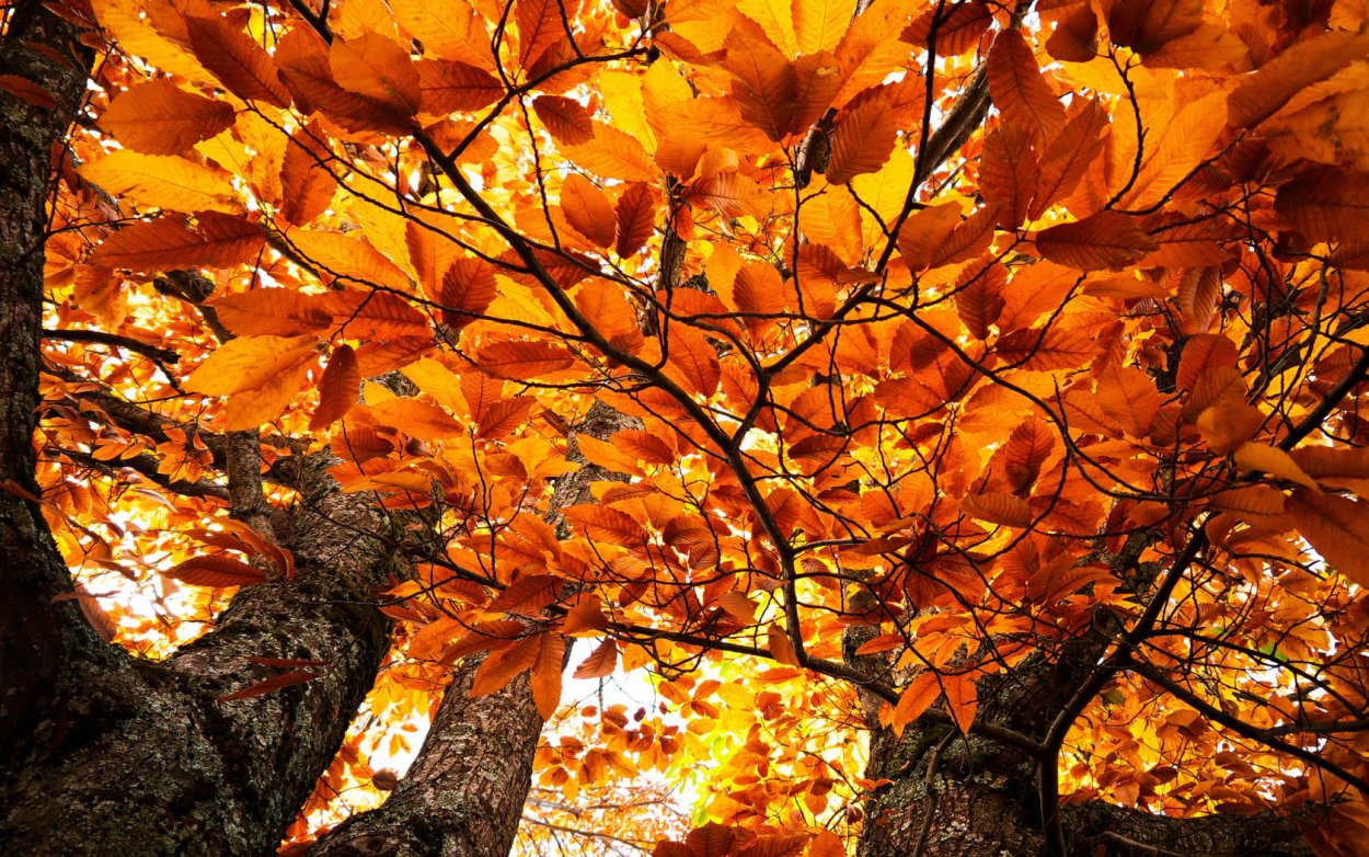 Деревья вяз и бук