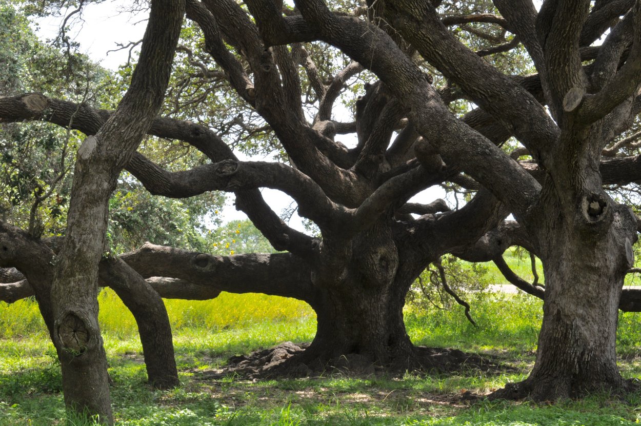 Слэбы из дерева на белом фоне