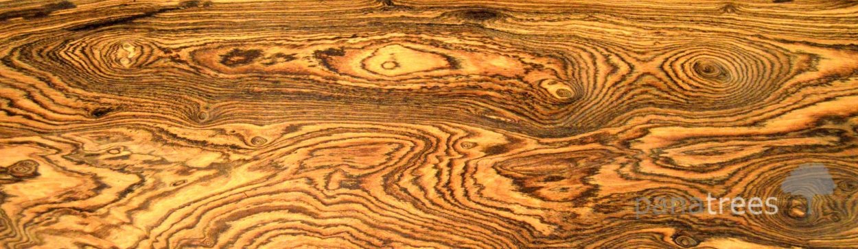 Слэб карагач текстура