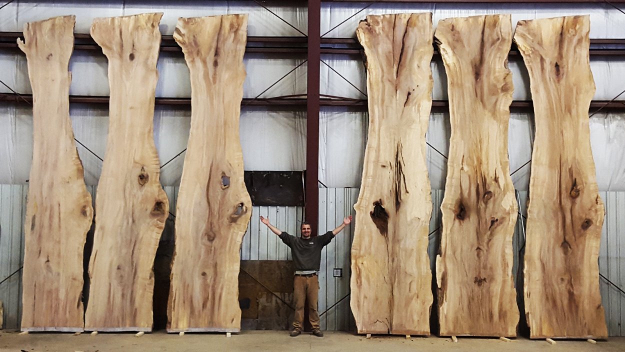 Вяз карагач древесина