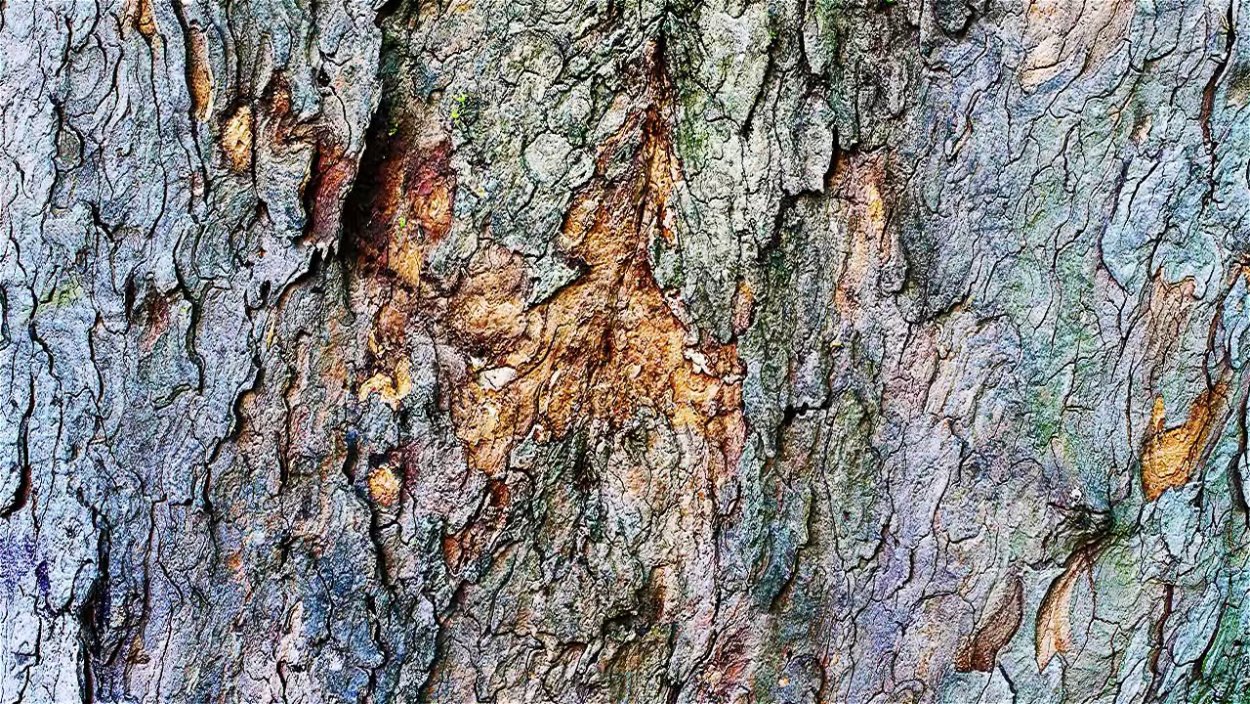 Дерево с серой корой