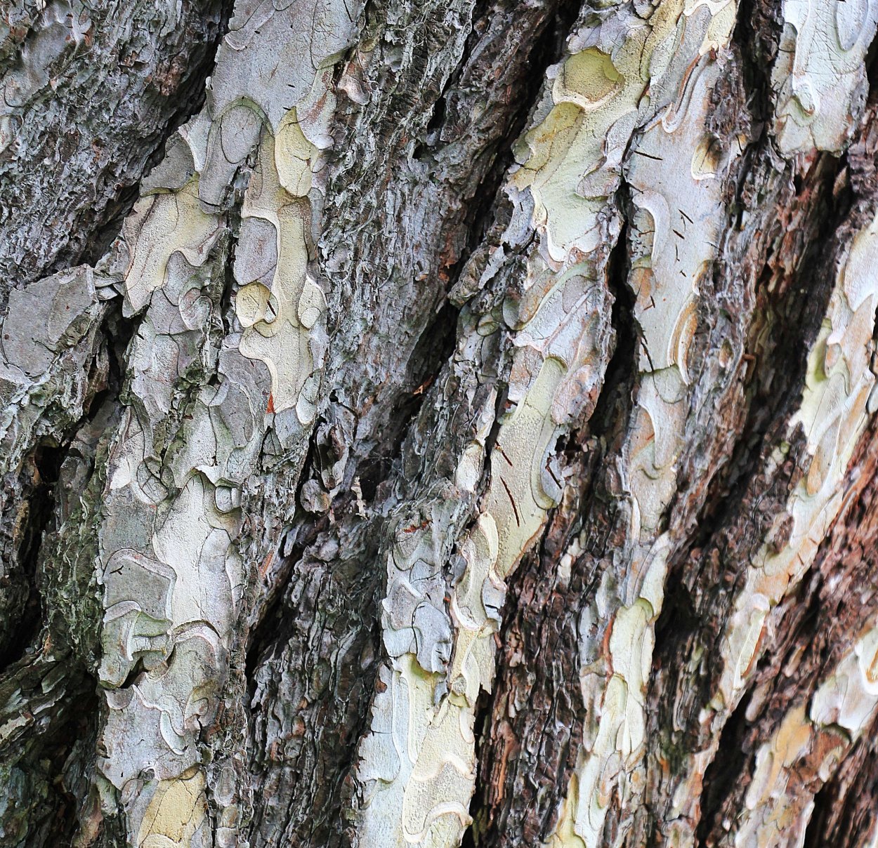 Bark формы