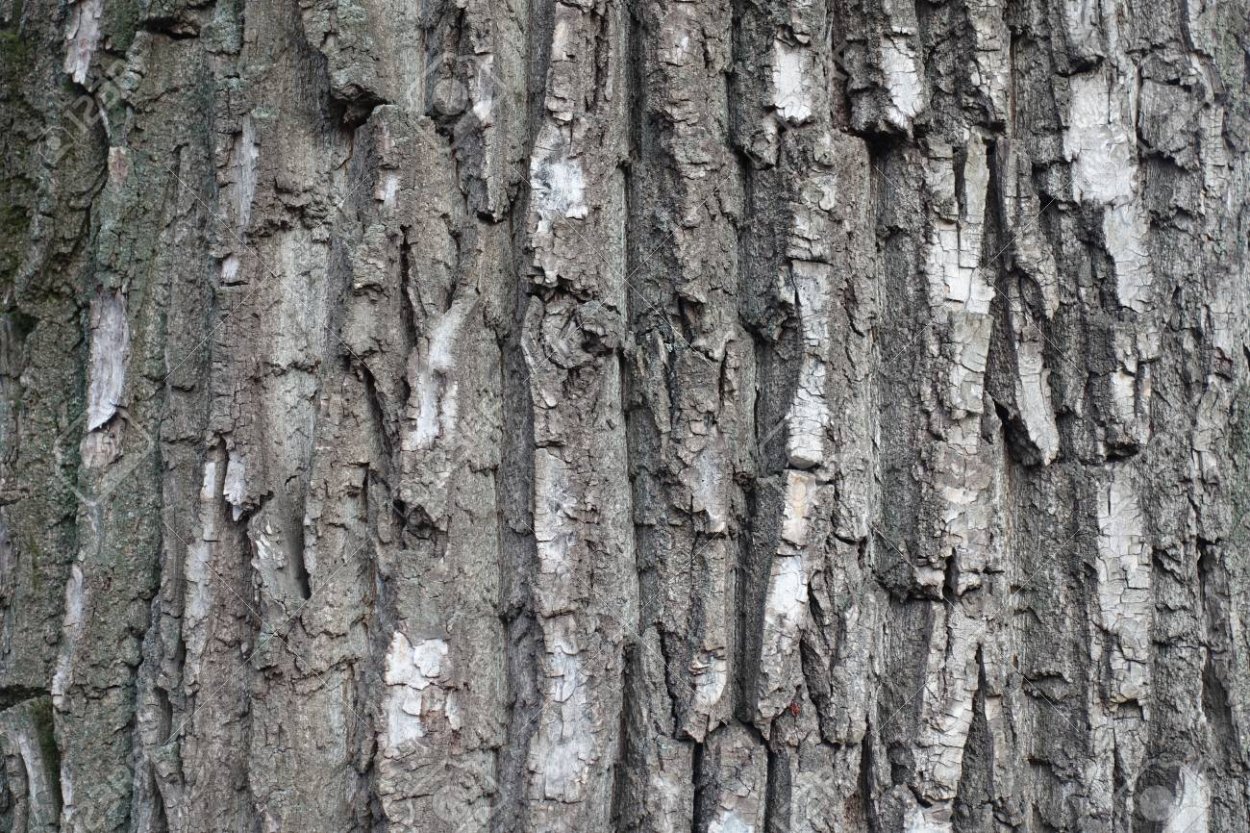 А4 кора дерева