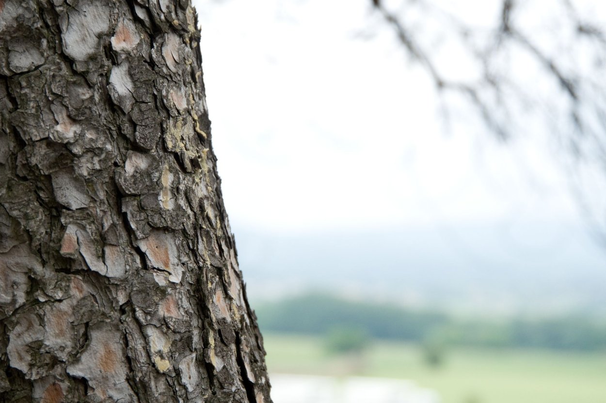 Дерево кора листья