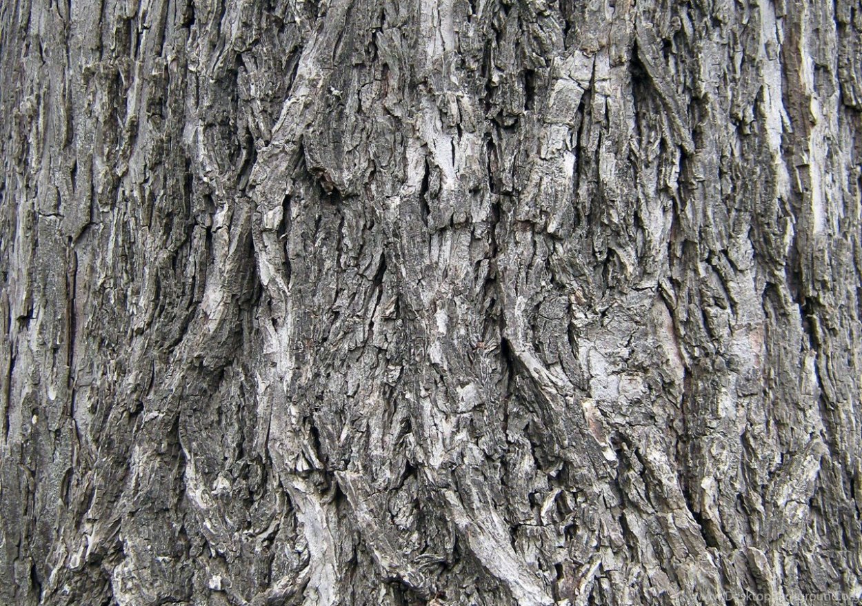 Кора различных деревьев