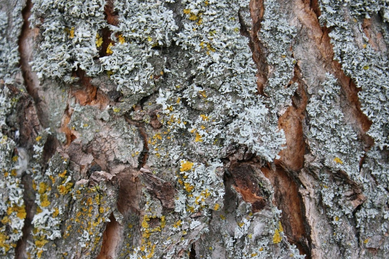 Текстура коры тополя