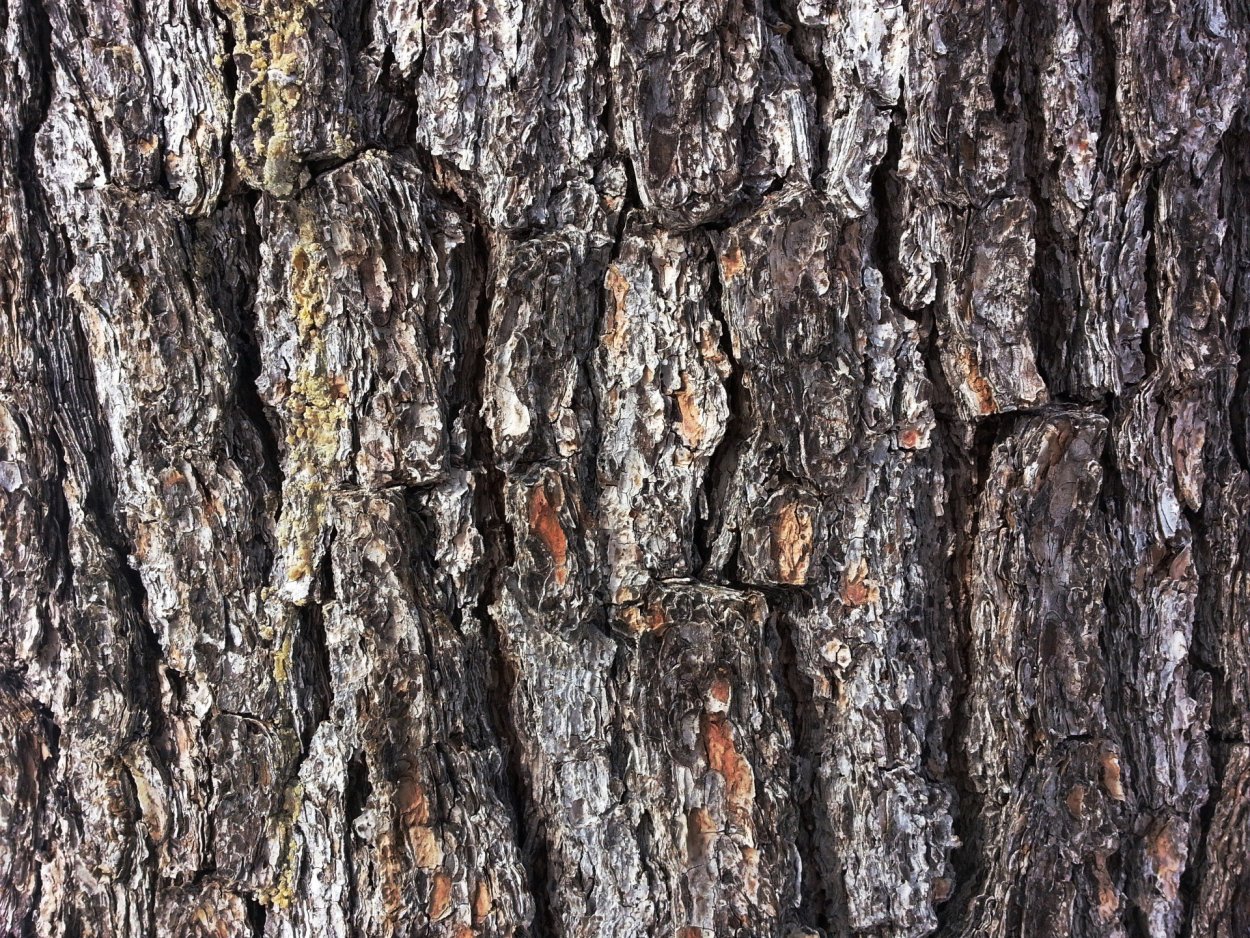 Лесной лишайник