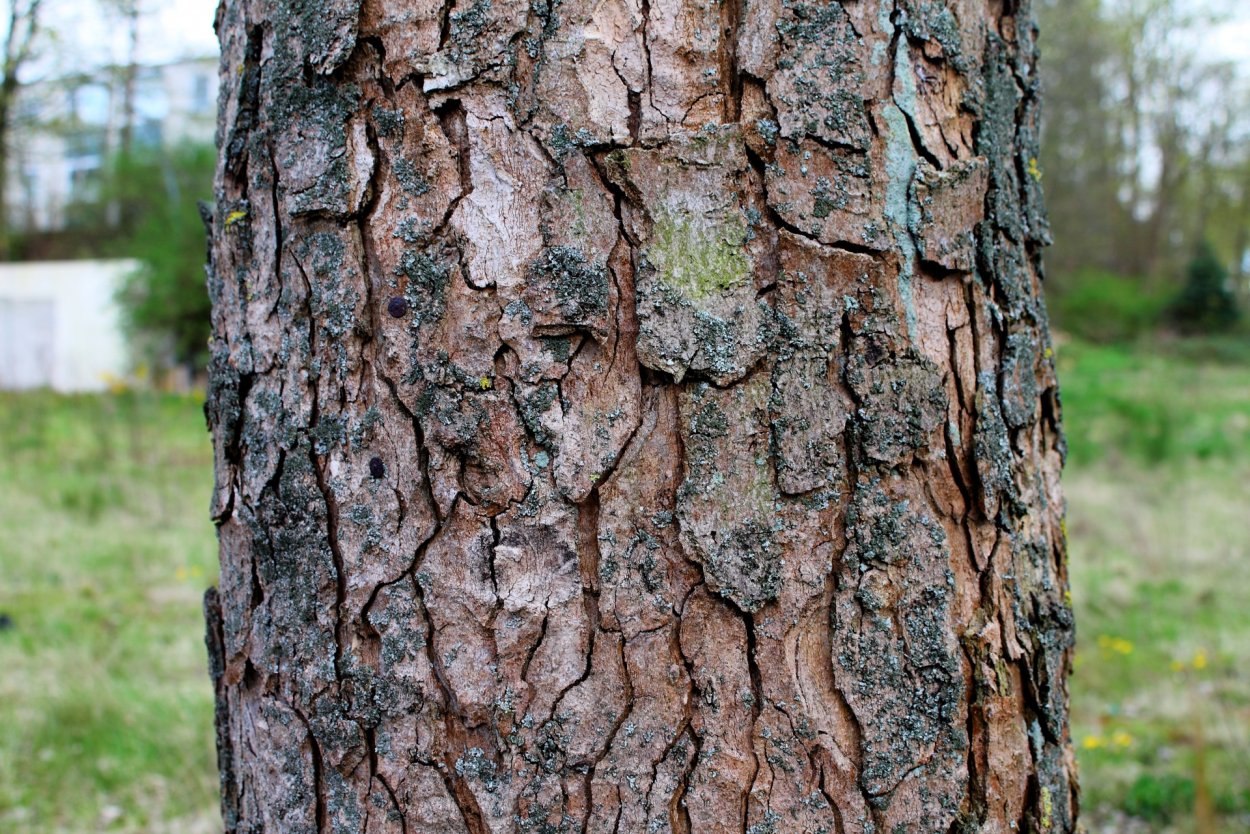 Лишайник березовый