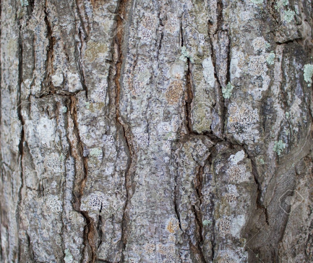 Акация ствол кора