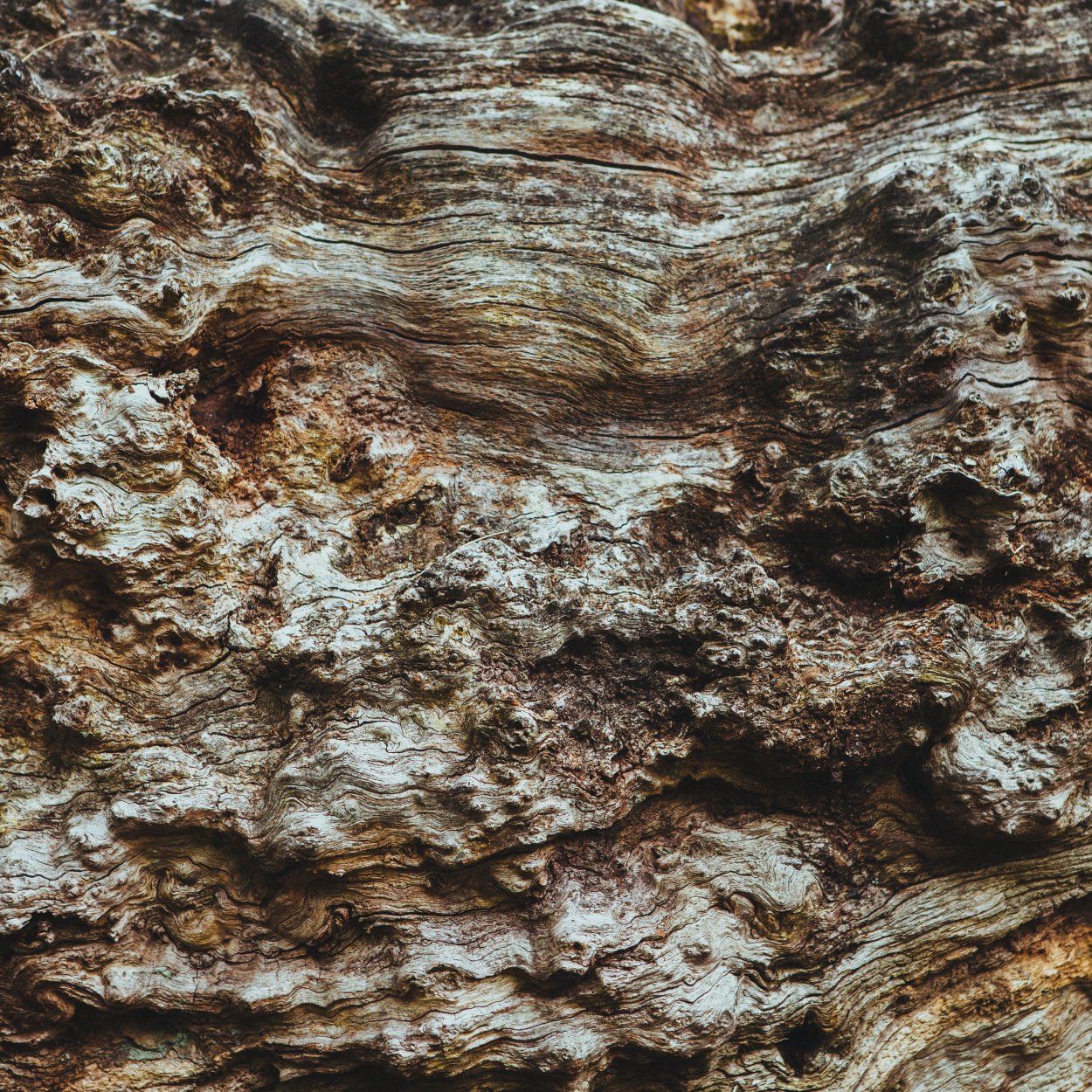 Дерево с белой корой