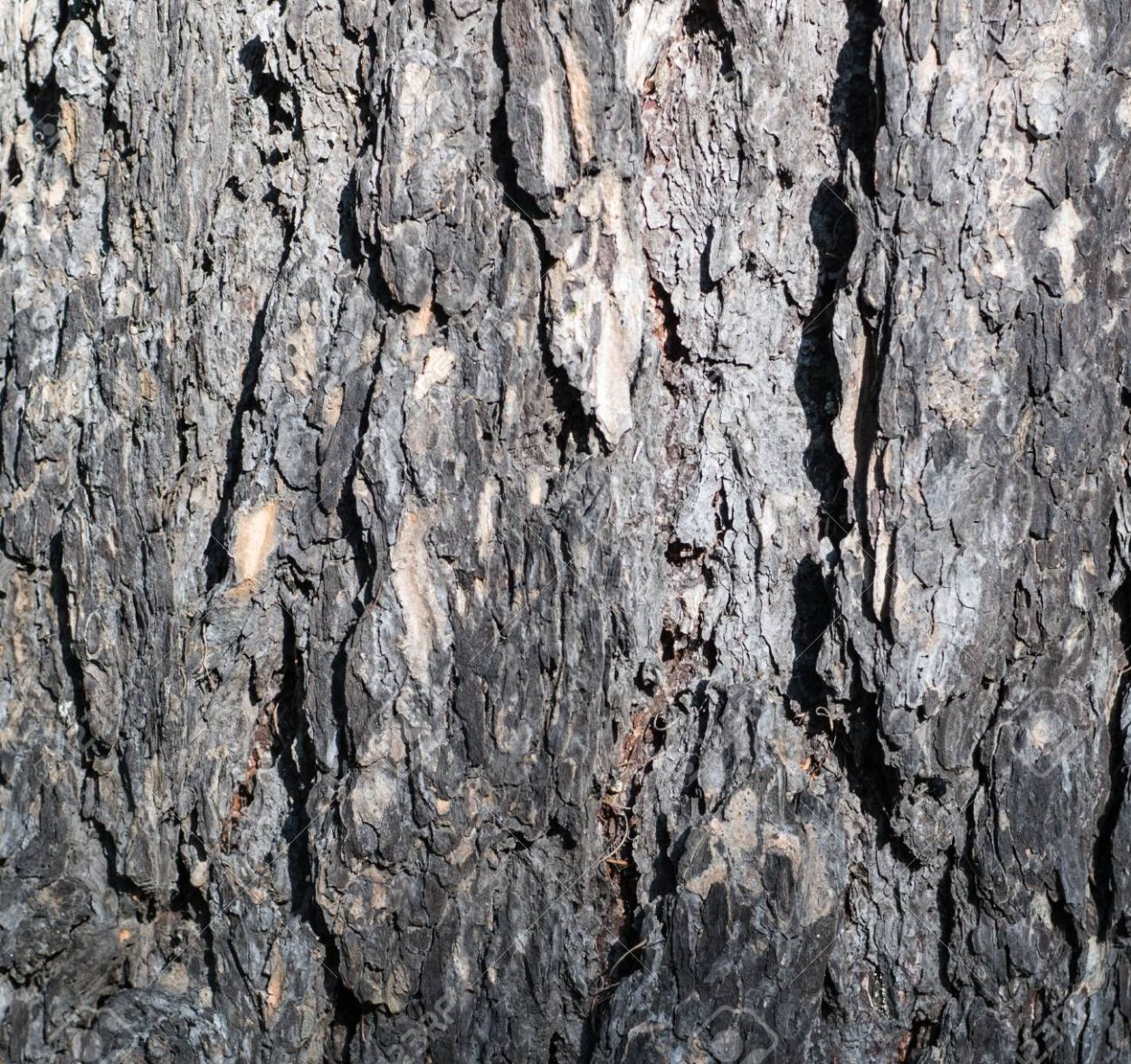 Дерево кора листья