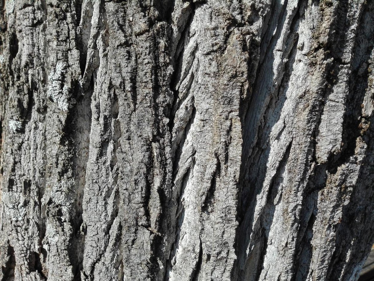 Сибирская лиственница кора