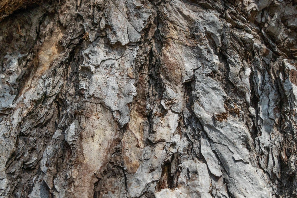 Лишайный мох