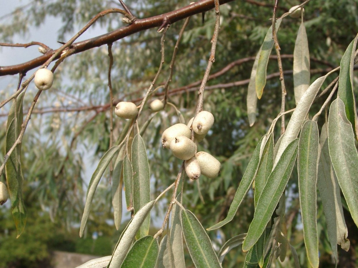 Лох узколистный Ангустифолия