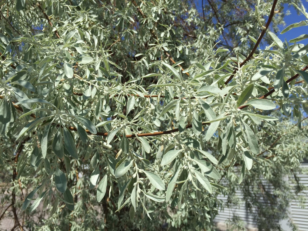 Лох узколистный кустарник