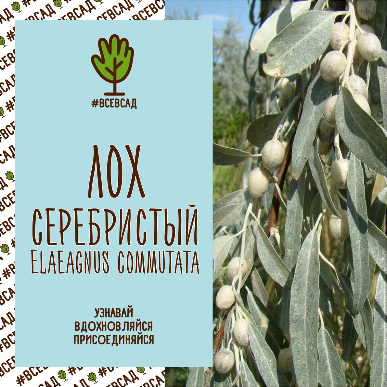 Лох серебристый парень