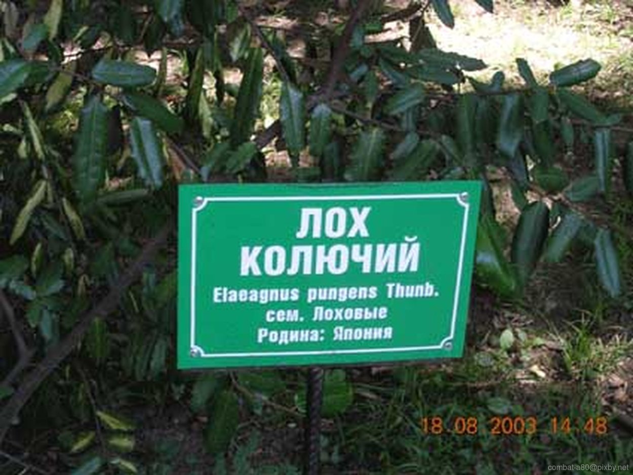 Лох узколистный (Elaeagnus angustifolia)