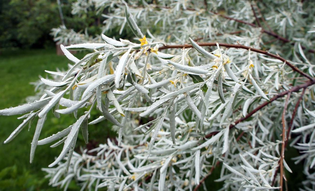 Лох серебристый древесина