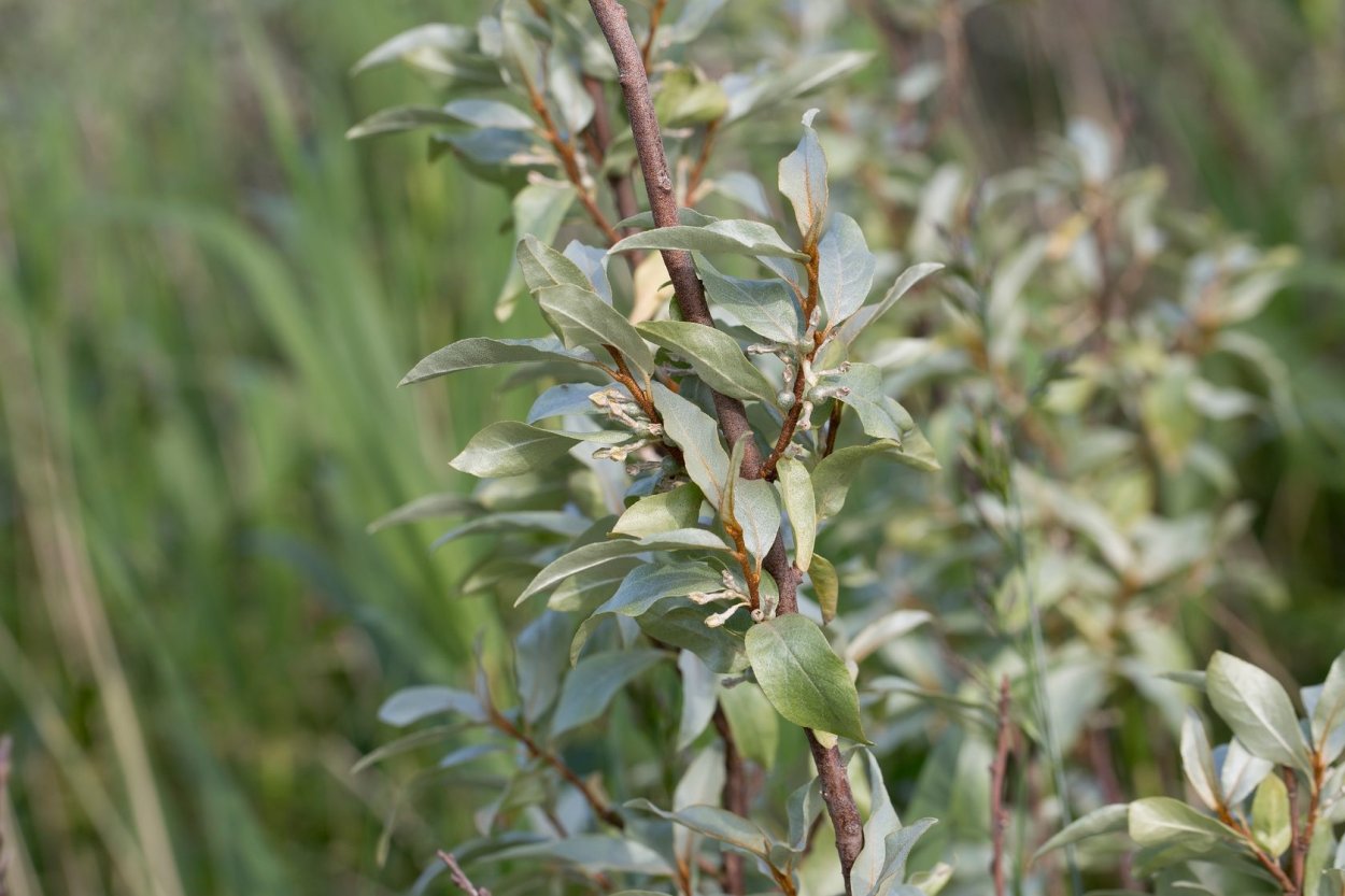 Лох серебристый (Elaeagnus commutata)