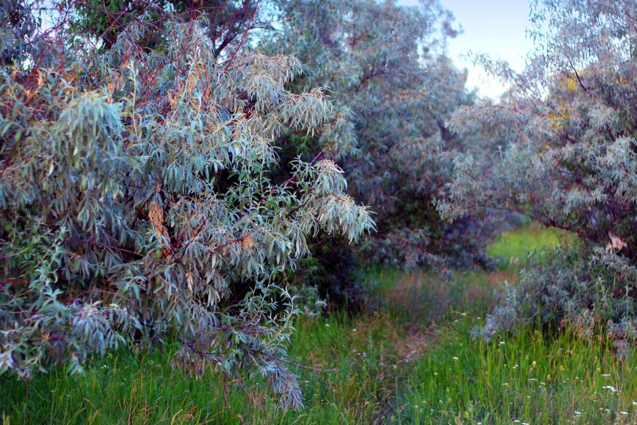Лох серебристый остролистный