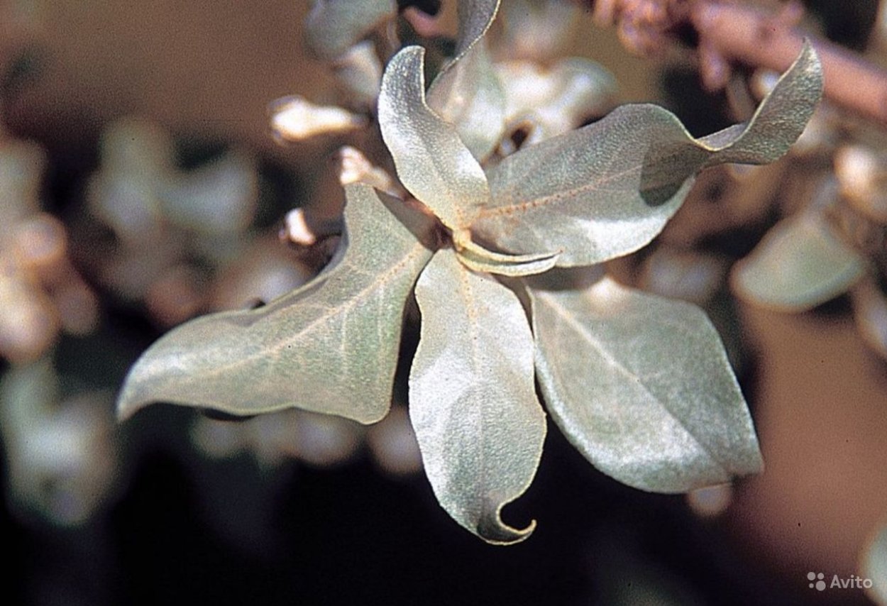 Лох серебристый узколистный