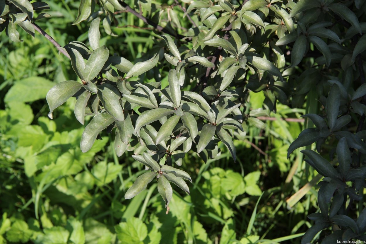 Лох серебристый (Elaeagnus argentea)