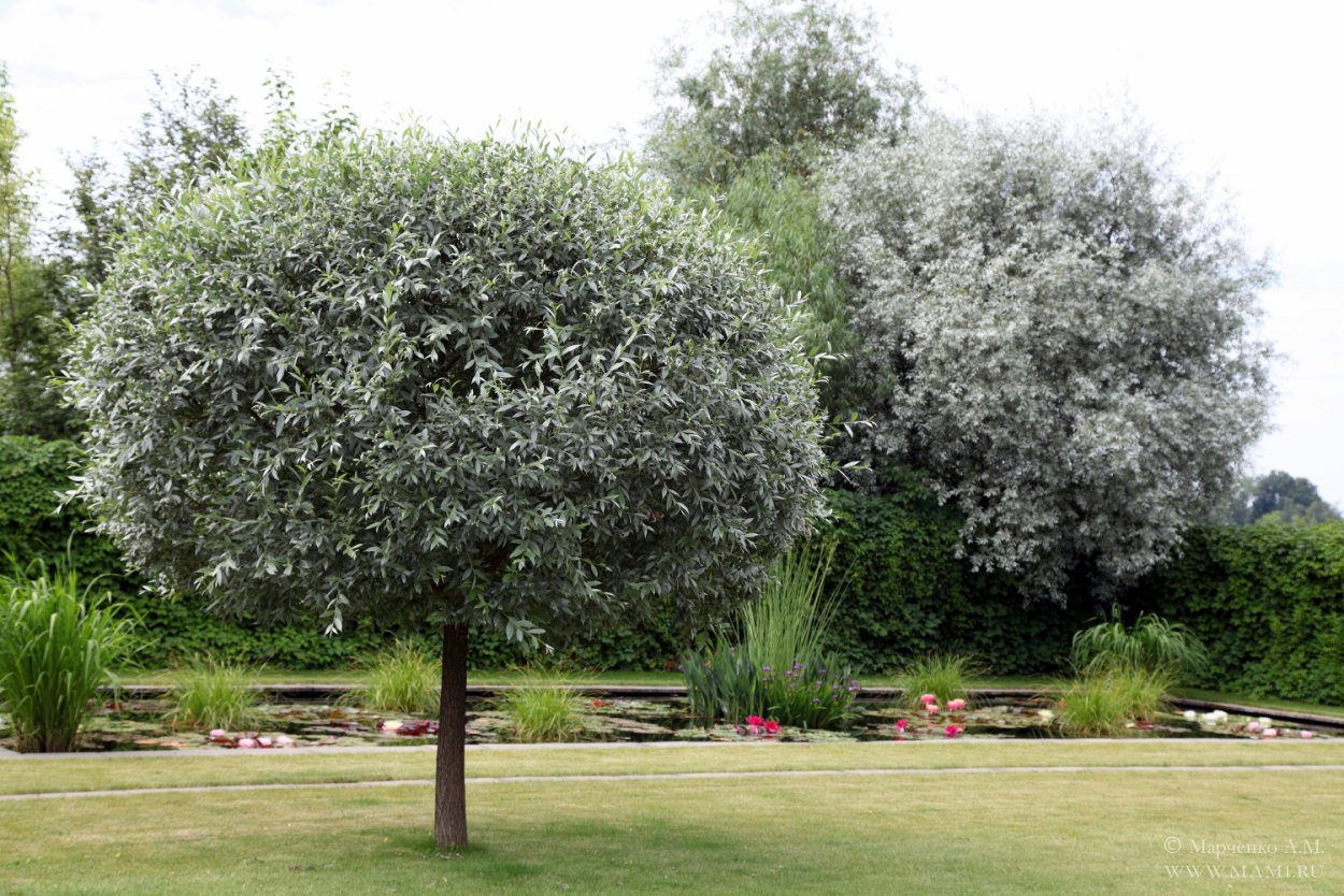 Silverberry (Elaeagnus commutata) Flower