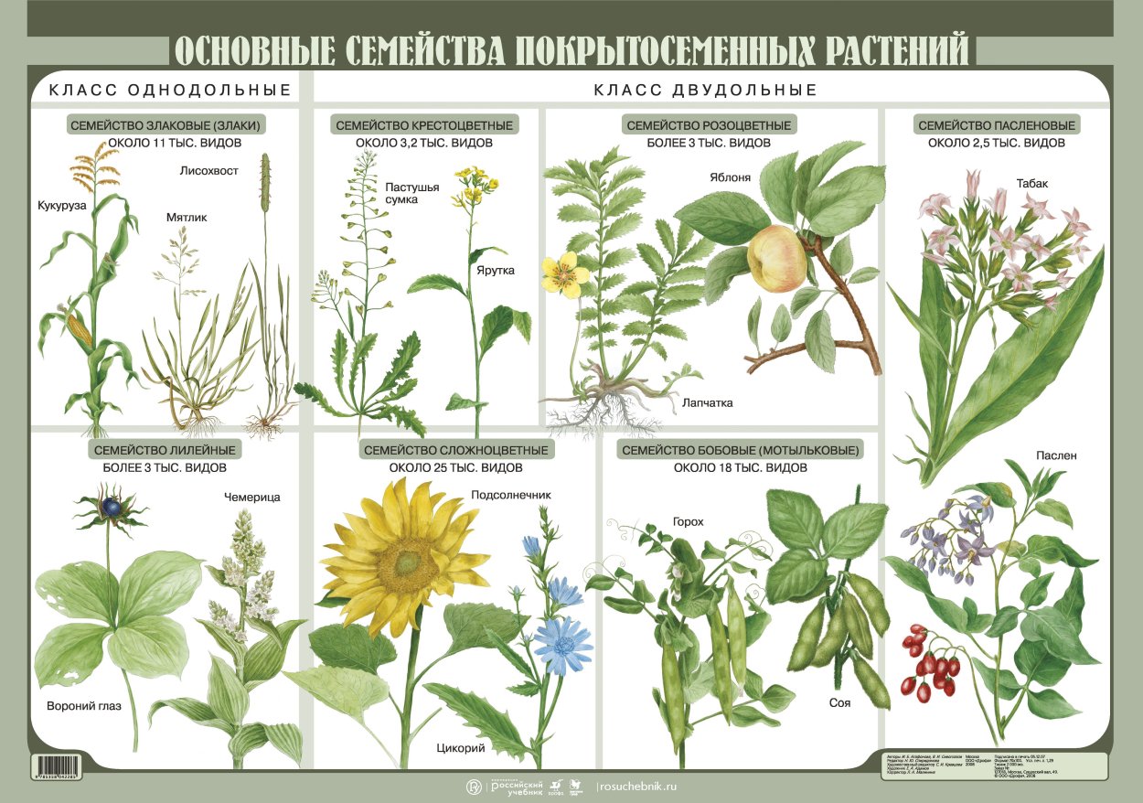 Вывод покрытосеменные растения. Семейства покрытосеменных цветковых растений. Семейства покрытосеменных цветковых растений таблица. Семейство цветковых покрытосеменных таблица. Представители покрытосеменных растений таблица.