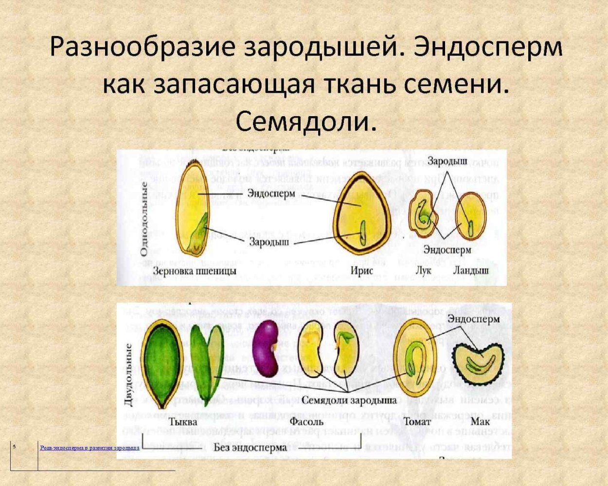 Бобовые это однодольные. Эндосперм у двудольных растений. Эндосперм семядоли зародыш. Строение семени покрытосеменных растений. Семя двудольного растения эндосперм.