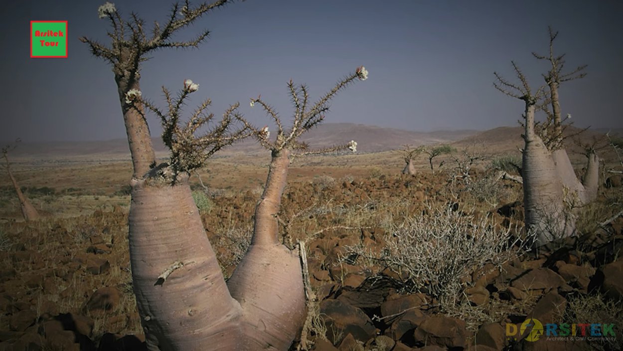 Деревья и плоды