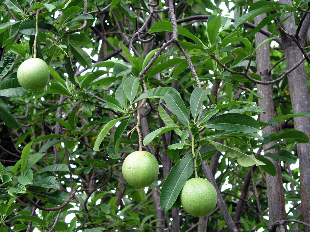 Манцинелловое дерево