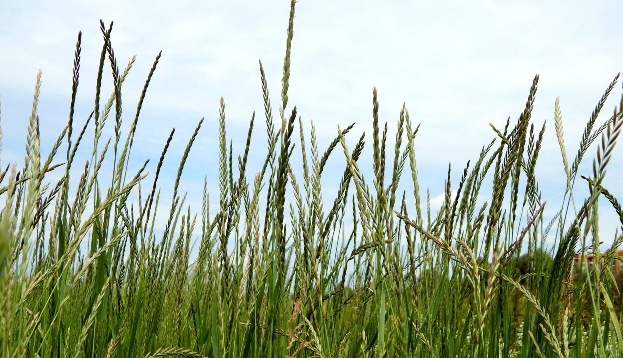 Райграса (Lolium perenne)