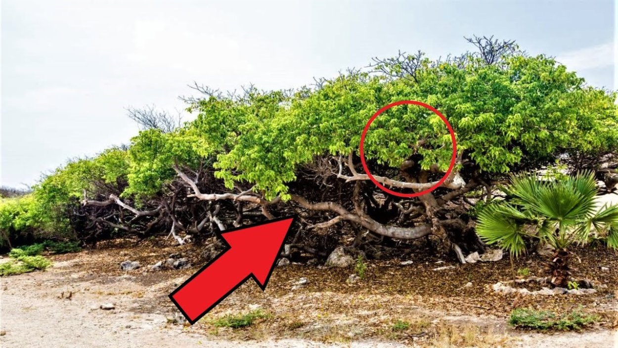 Манцинелла ядовитое дерево