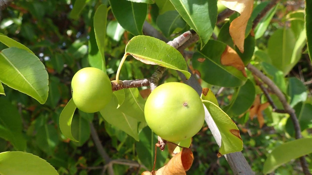 Манцинелла дерево