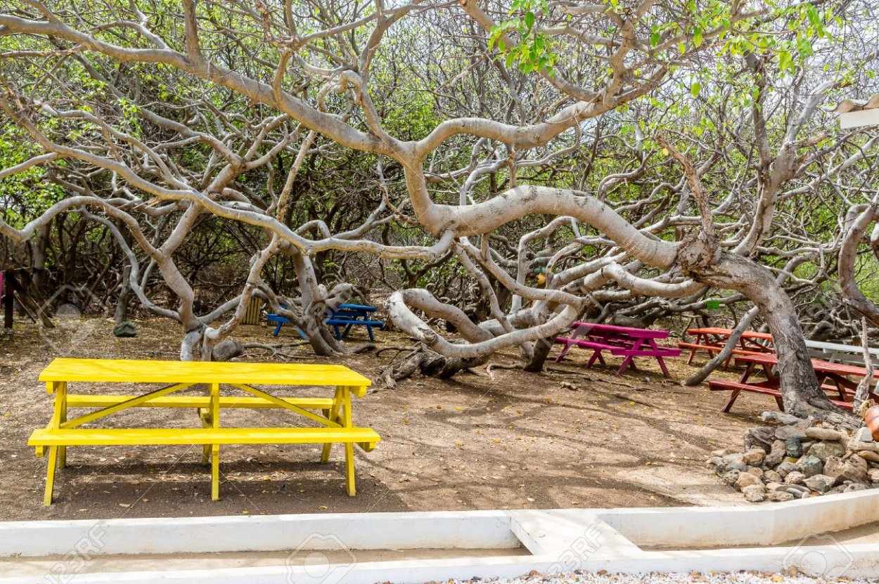 Ангельский дуб Южная Каролина