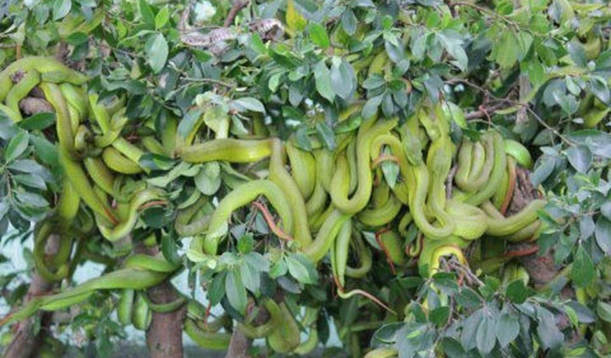 Баньян корни