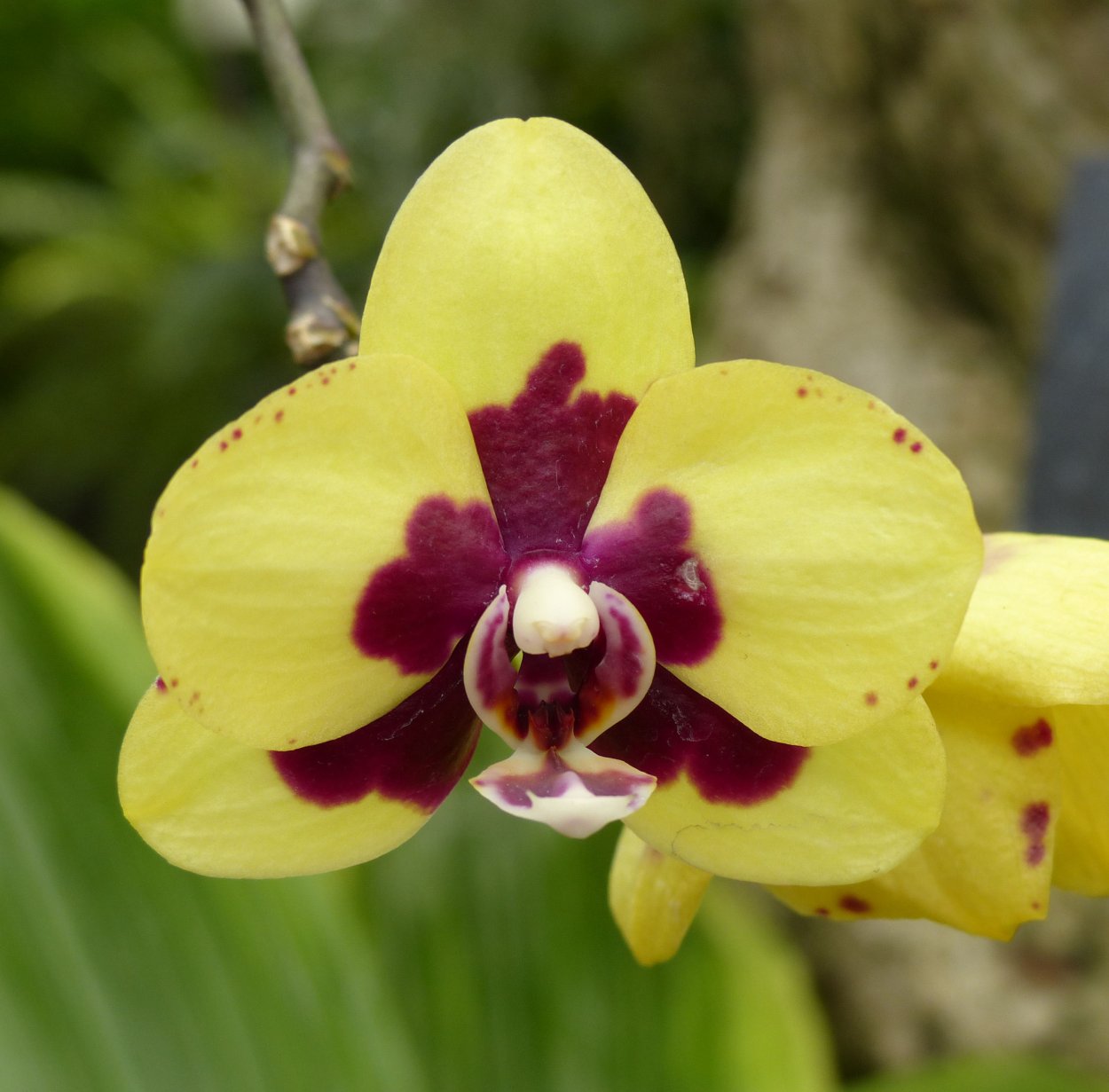 Фаленопсис Арлекин Phalaenopsis Arlekin