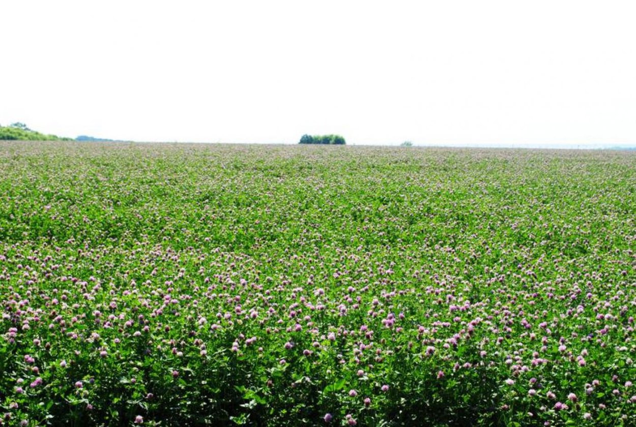 Луговой Клевер кормовой