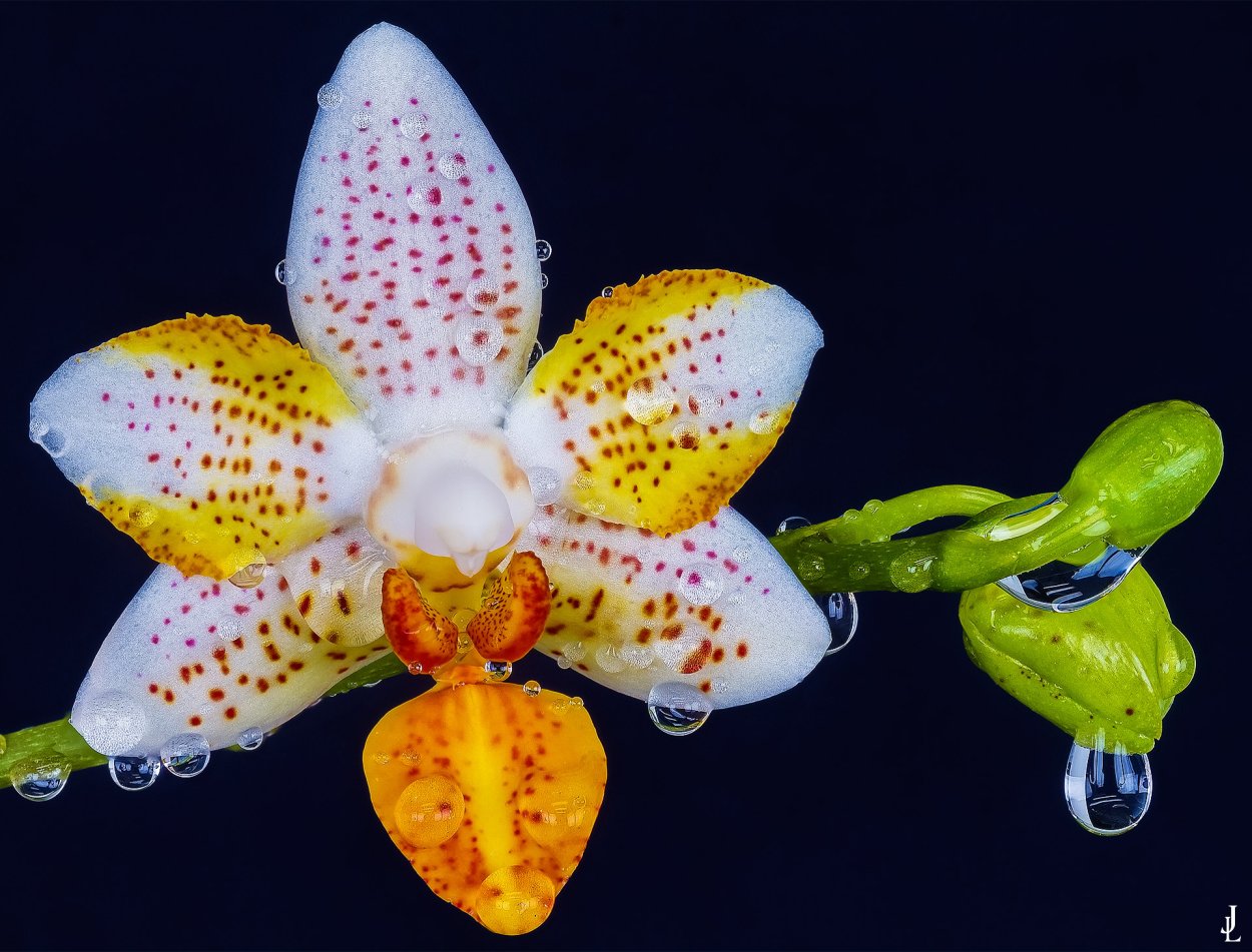 Фаленопсис Phal Yellow