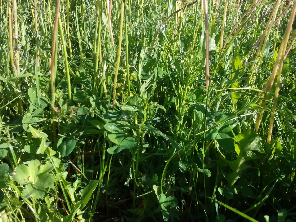 Трава для скота