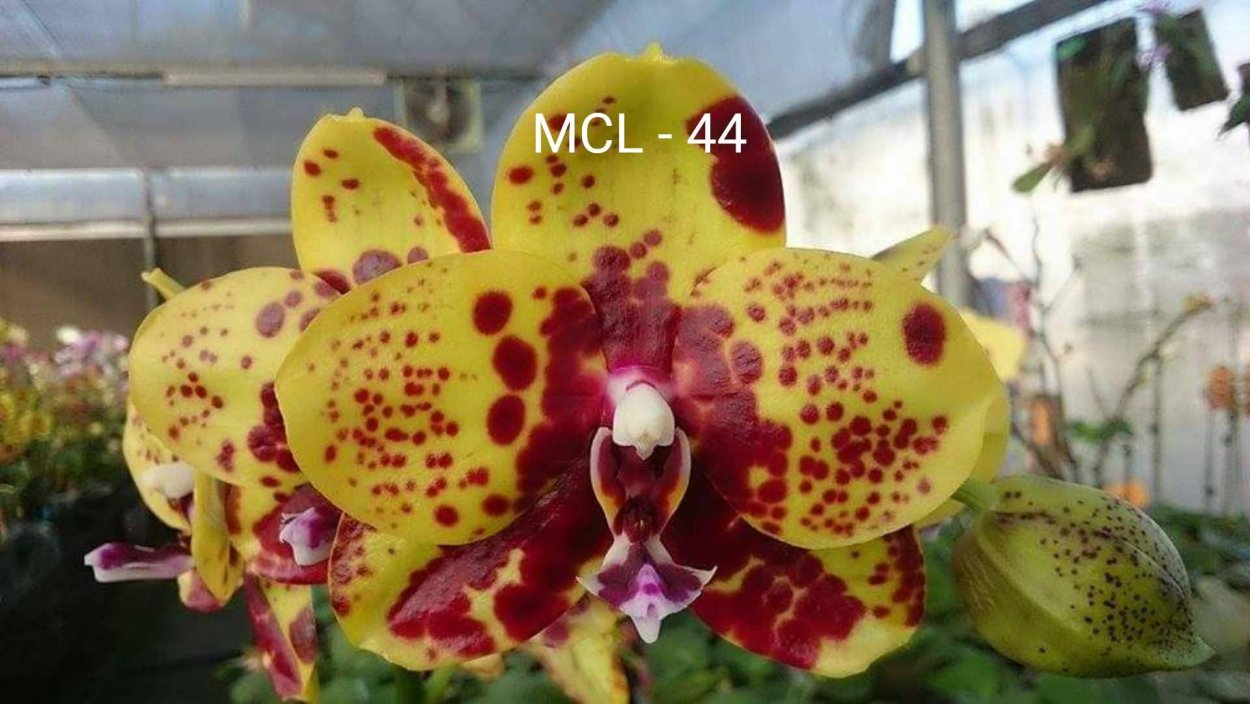 Фаленопсис Mituo Diamond