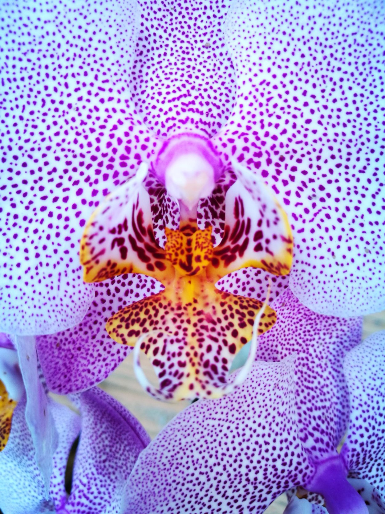 Орхидея фаленопсис Колумбия