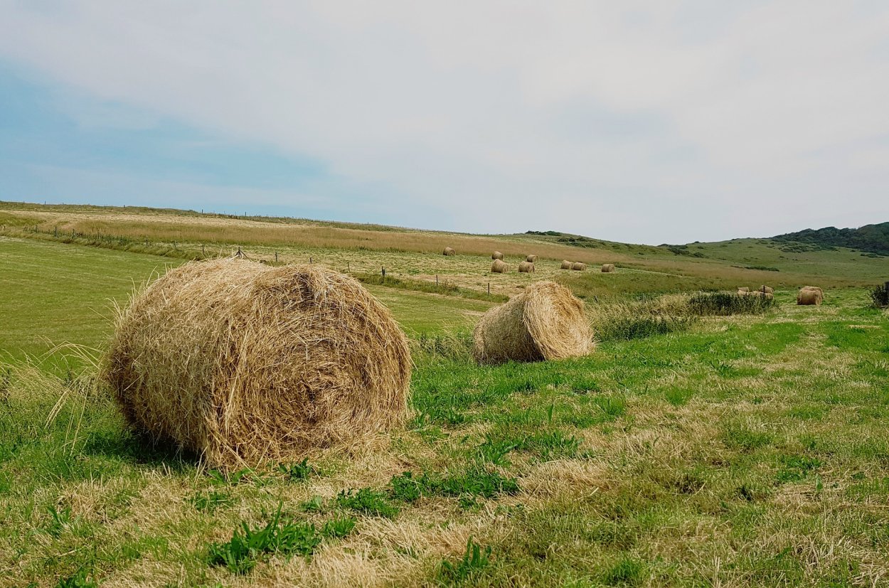 Луговые травы