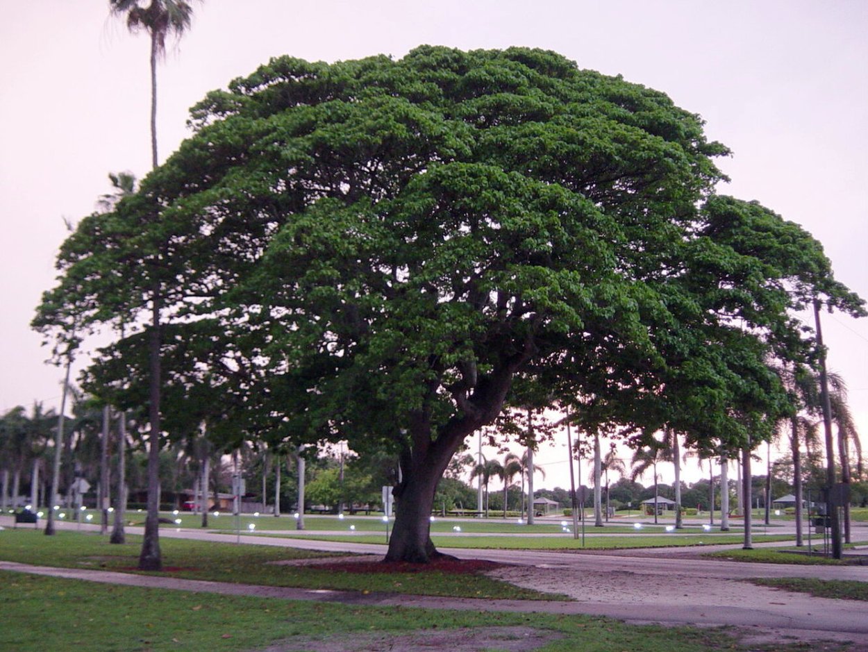 Дерево Утун