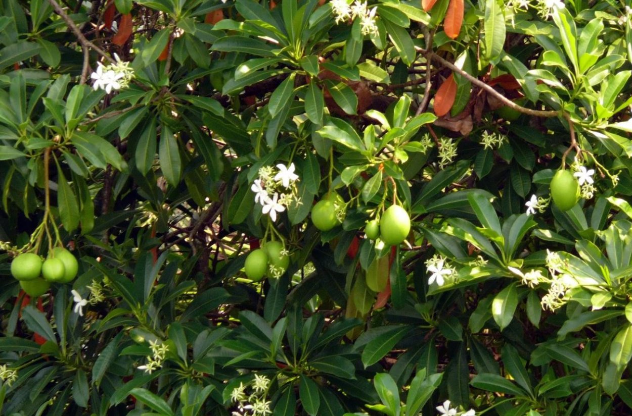 Макрозамия австралийская плод