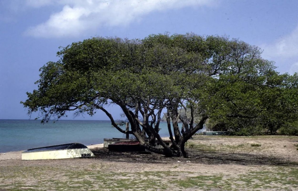 Самое ядовитое дерево