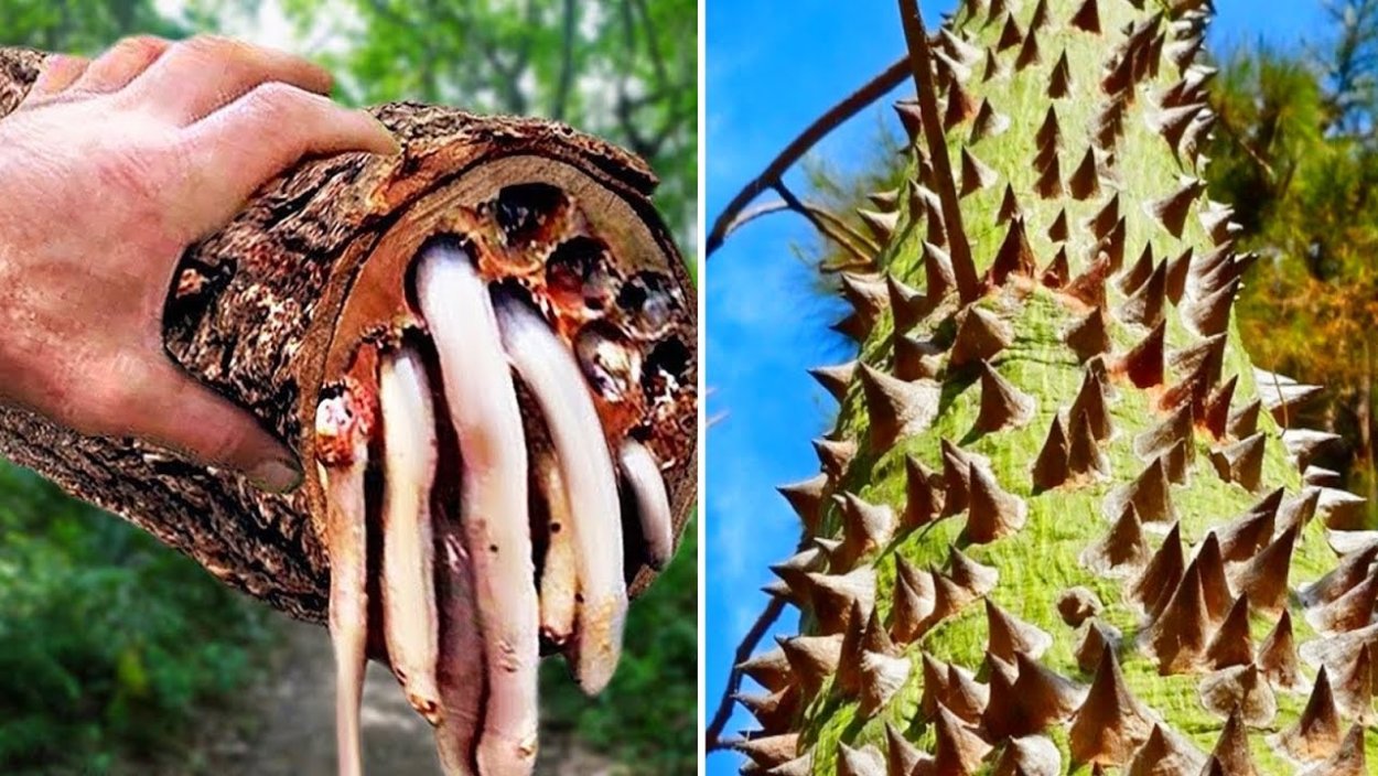 Дерево смерти манцинелла