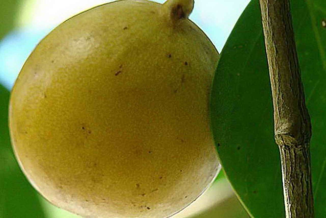 Манцинелла ожоги