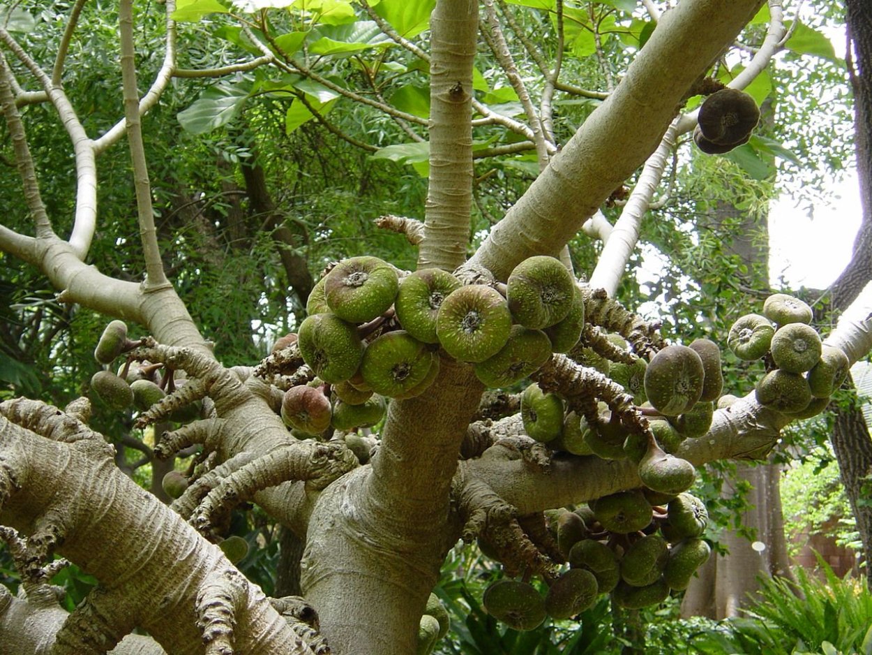 В Крыму ядовитые деревья с плодами