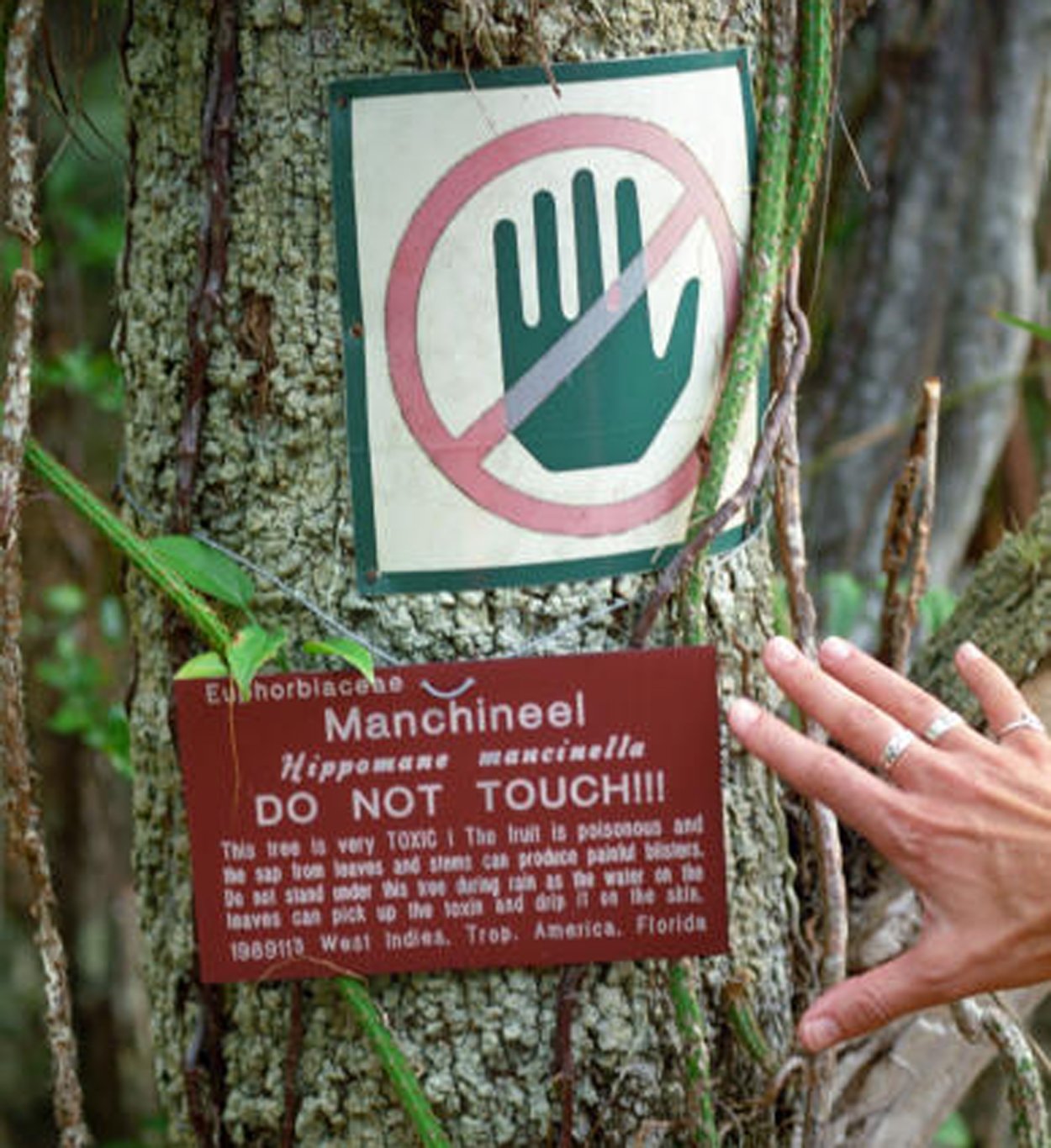 Самое опасное дерево